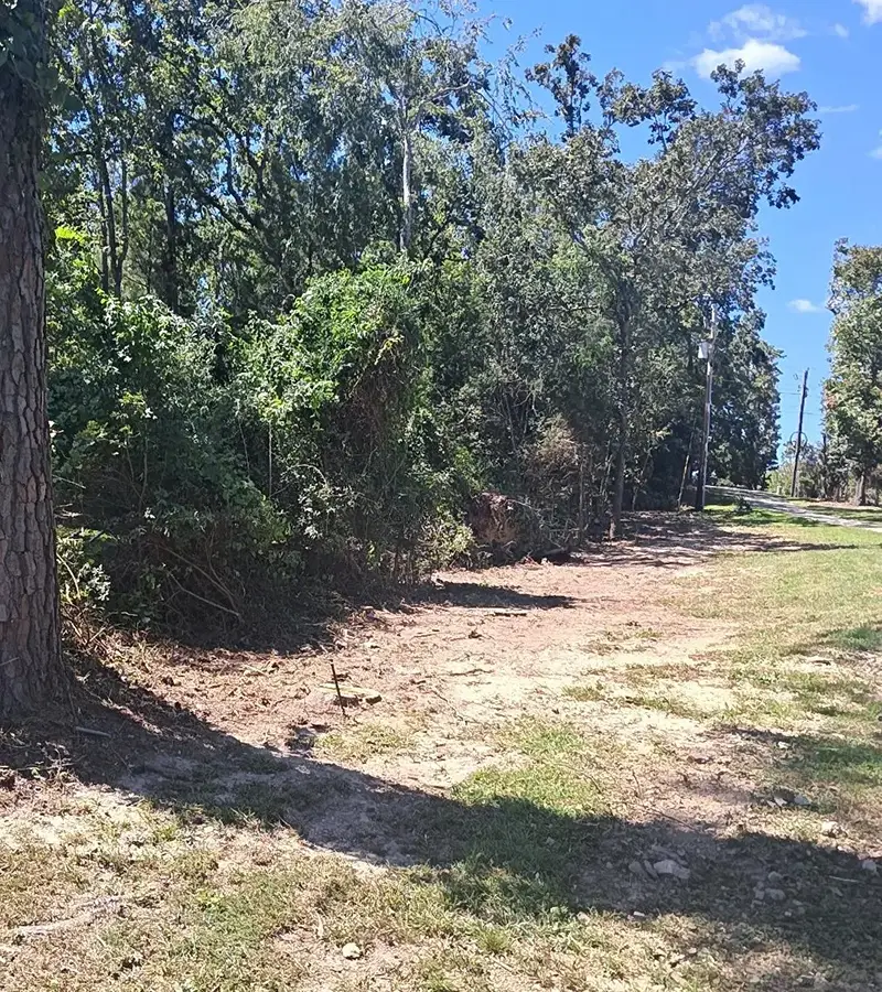 fallen tree after