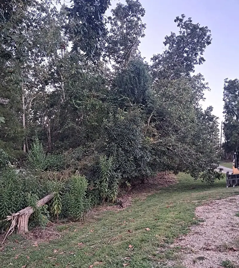 fallen tree before