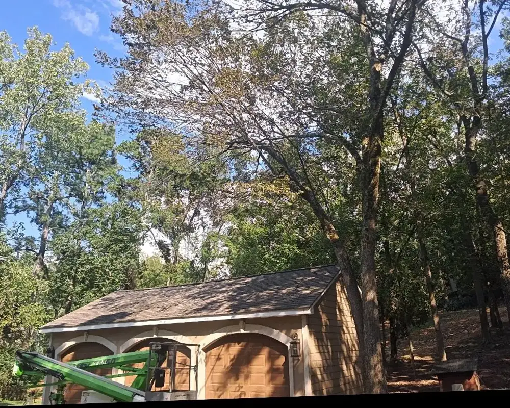 tree overhanging garage before