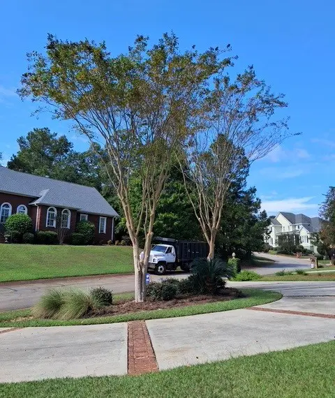 tree trimming after